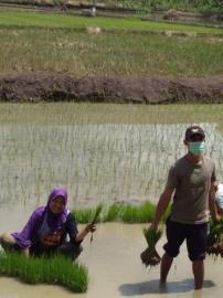 TANAM PADI DI SAWAH