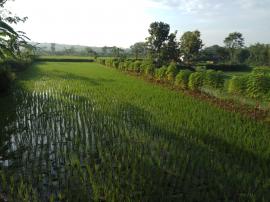 TENGOK TANAMAN PADI DI SAWAH