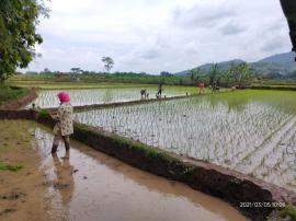 TANAM PADI DI SAWAH